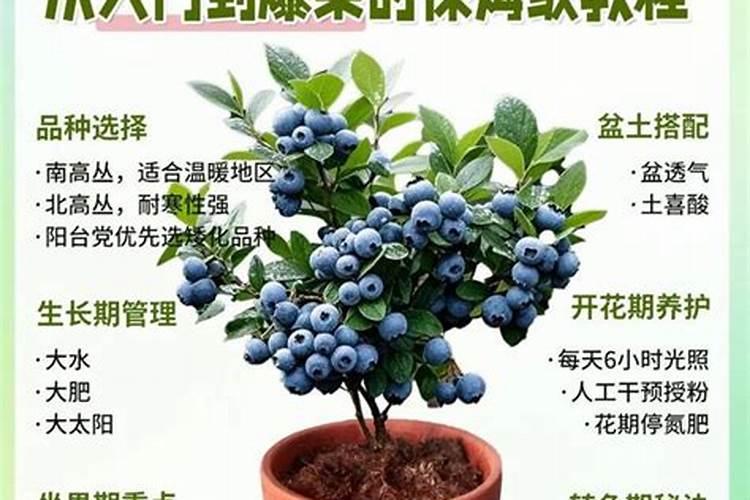 蓝莓用什么肥料