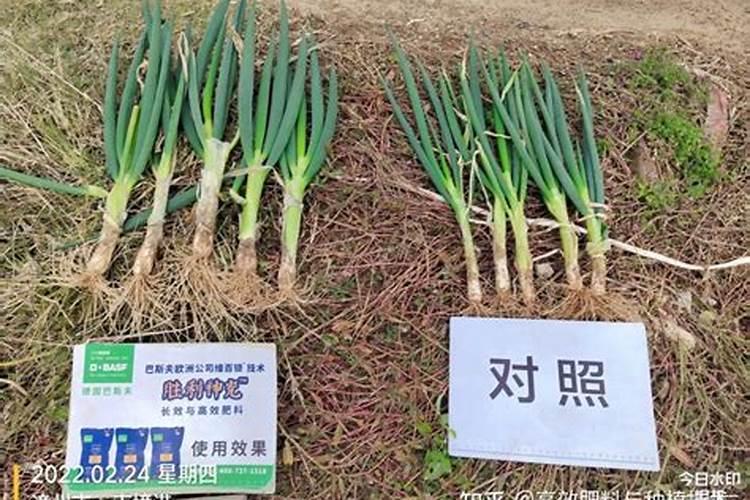 荔枝用什么药可以膨大