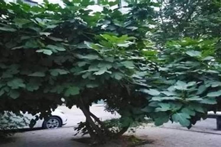 杨树用什么肥料长得快