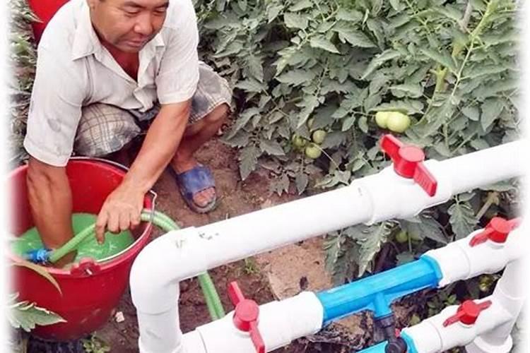 油茶施肥最佳时间