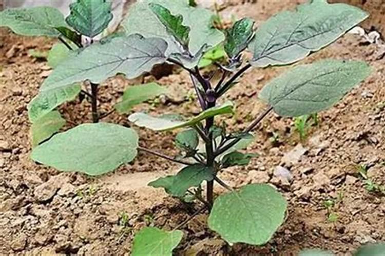 茄子的需肥规律是怎样的？施肥时需要注意哪些问题？