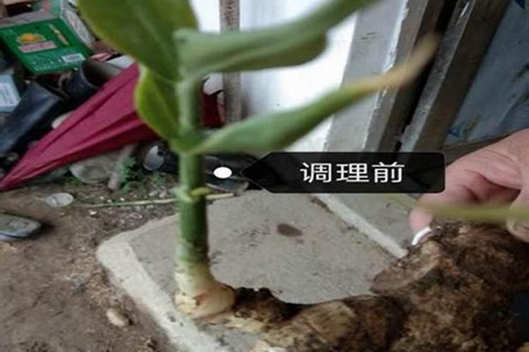 请问蛇排出的粪便是什么样子的？