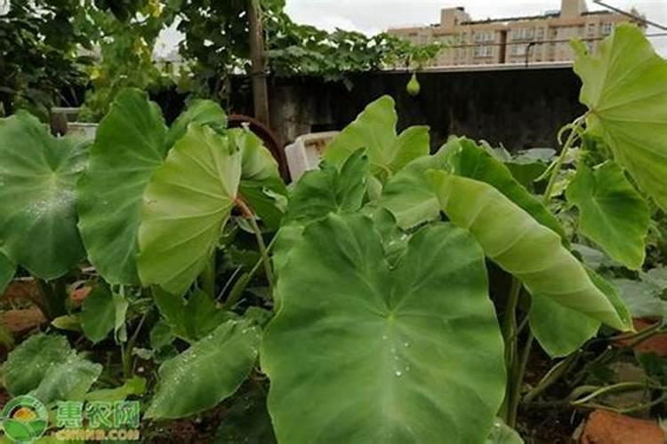 葡萄糖,醋及大蒜水可以做叶面肥吗？