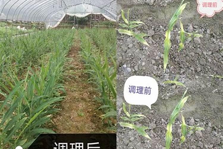种植大姜怎么施肥好