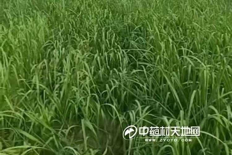 花都是浇死的,这份常见20种花卉浇水秘诀快接好!