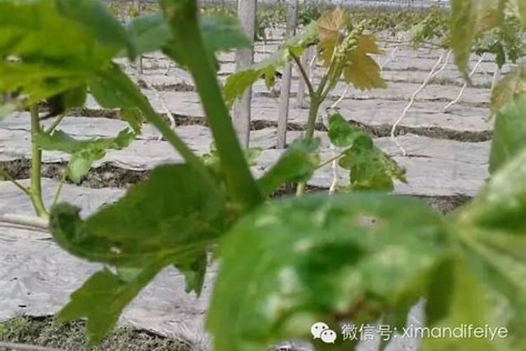脲铵氮肥和尿素的区别