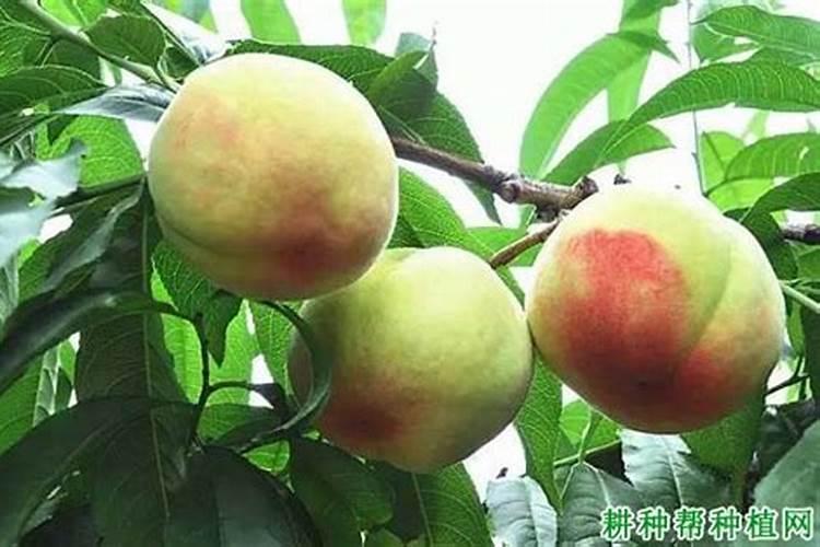 桃树到了硬核期不用复合肥,用硫酸钾和什么肥料？