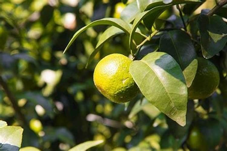茶树施用什么肥料最好？
