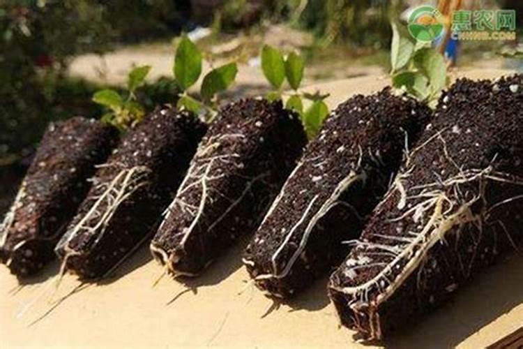 月季花修根能马上施肥浇水吗