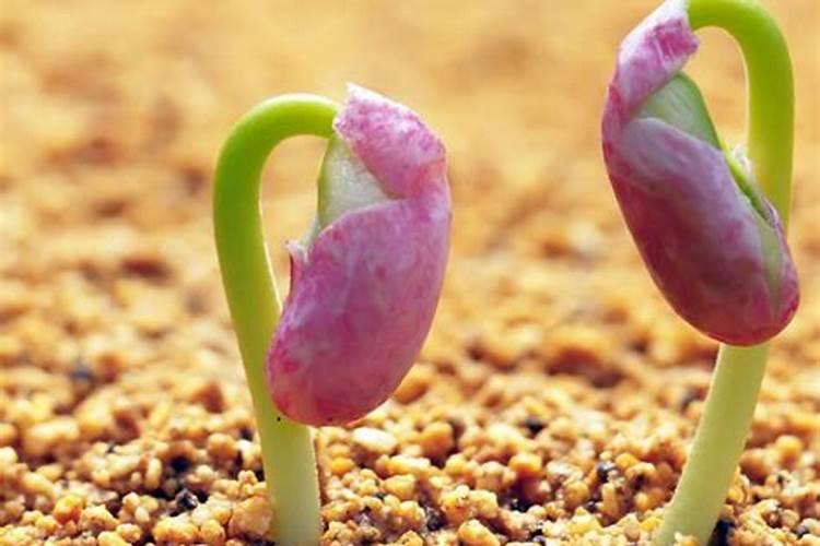 生根粉能直接浇花吗 正确使用方法