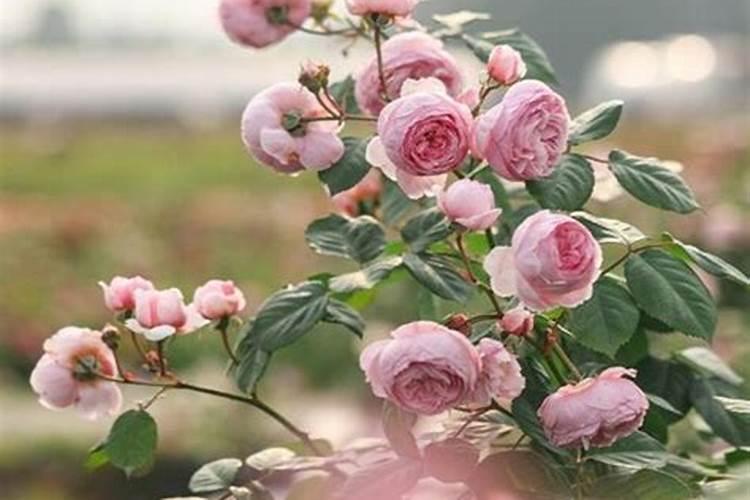 月季花瓣可以做肥料吗