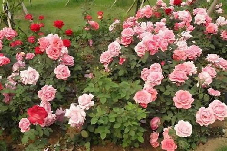 月季花扦插是用什么肥料可以使月季花快速生根呢