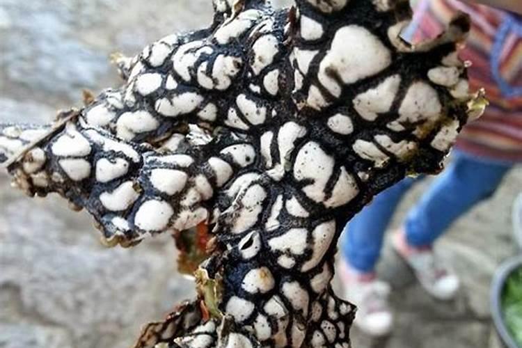 金太龙叶面肥专用哪些植物