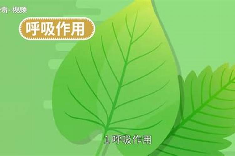 花果龙叶面肥含的成分是啥