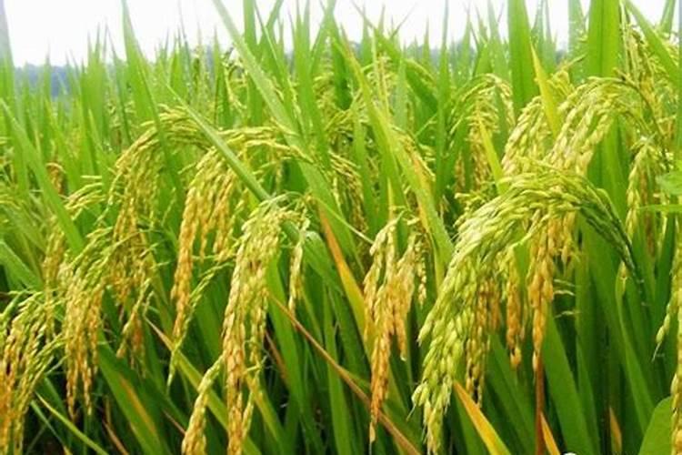 油菜叶面肥什么时间施最好花卉百科