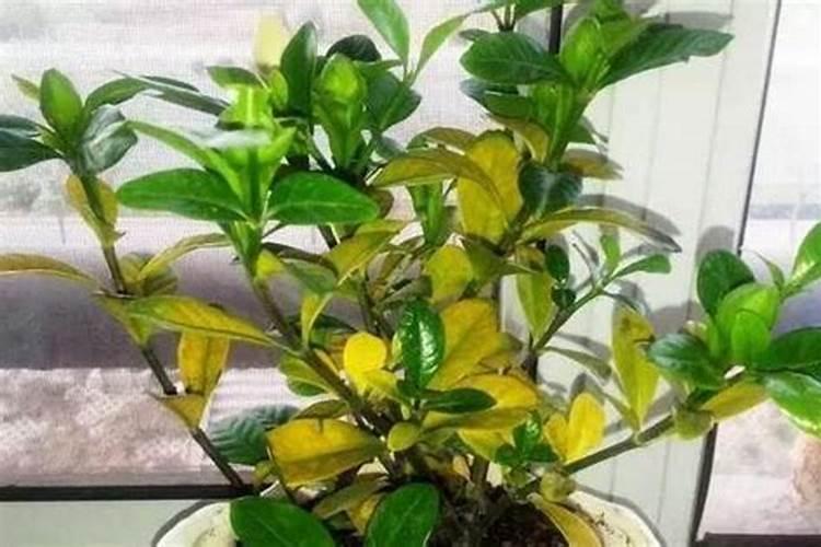 杜鹃花嫁接成活后该不该施肥？