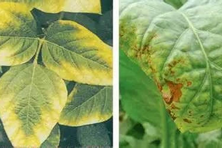 黄豆开花期需要施什么肥