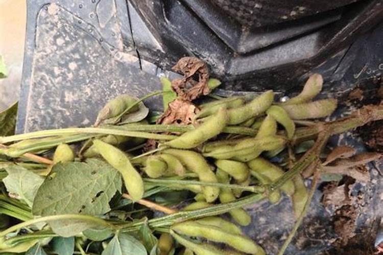 大豆叶面肥哪种好