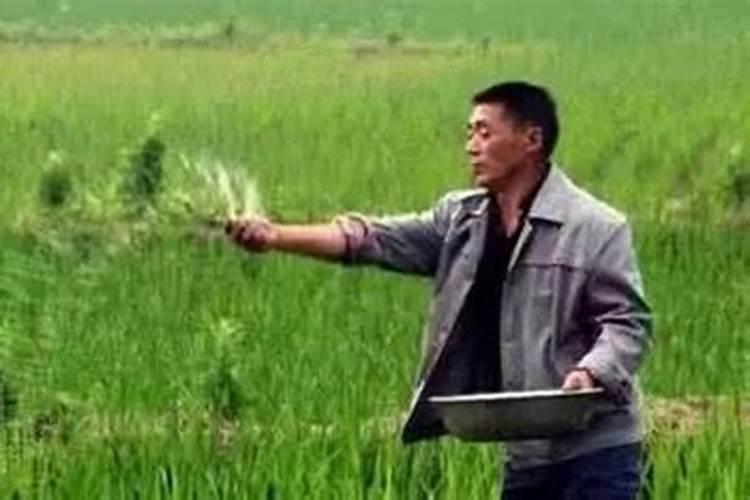 种水稻用什么肥料最好