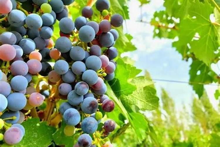 为什么石硫合剂不能与波尔多液混用