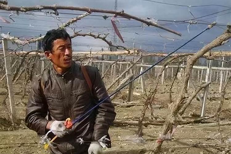 葡萄树药害怎么办