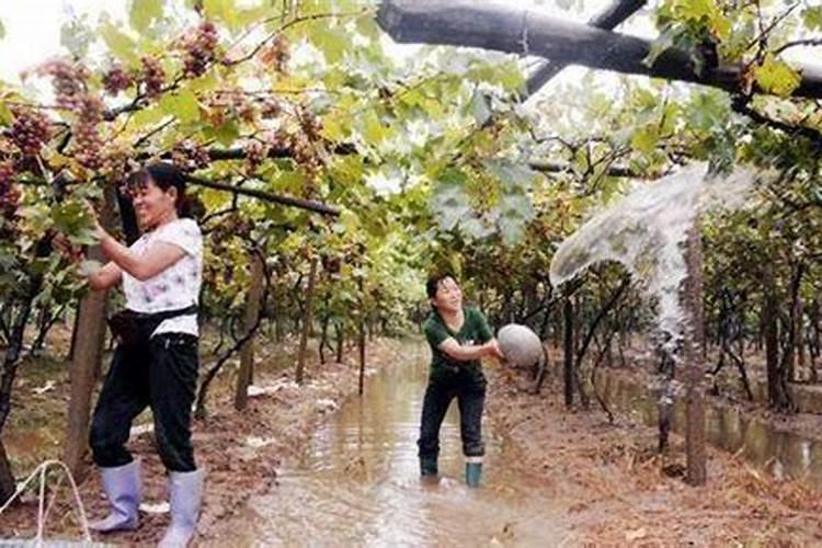 大棚夏黑葡萄萌芽期要施什么肥料