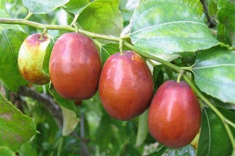 枣树用水溶肥什么牌子好？水溶肥厂家,水溶肥价格多少？