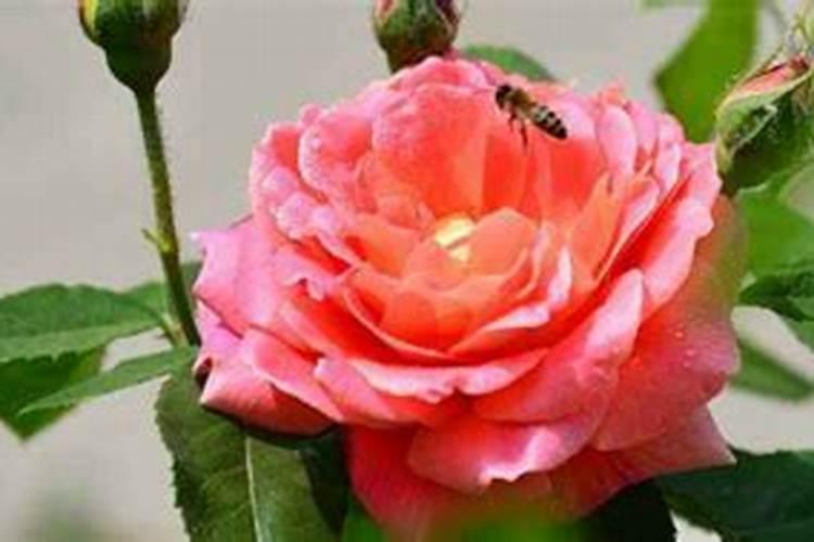 月季花现在都发芽了,而且也长新叶子了,可以施肥吗。