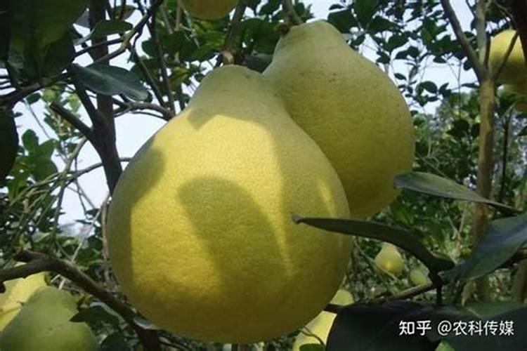 樱桃下雨怎样预防裂果
