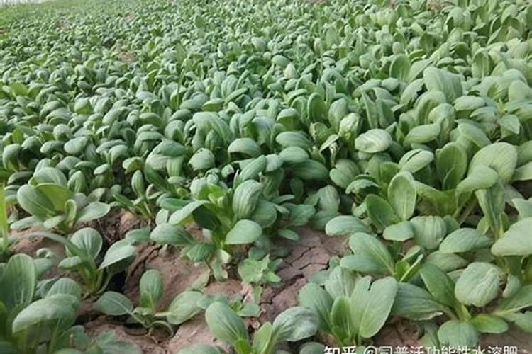 上海青种植时间和方法,上海青种植时间与方法