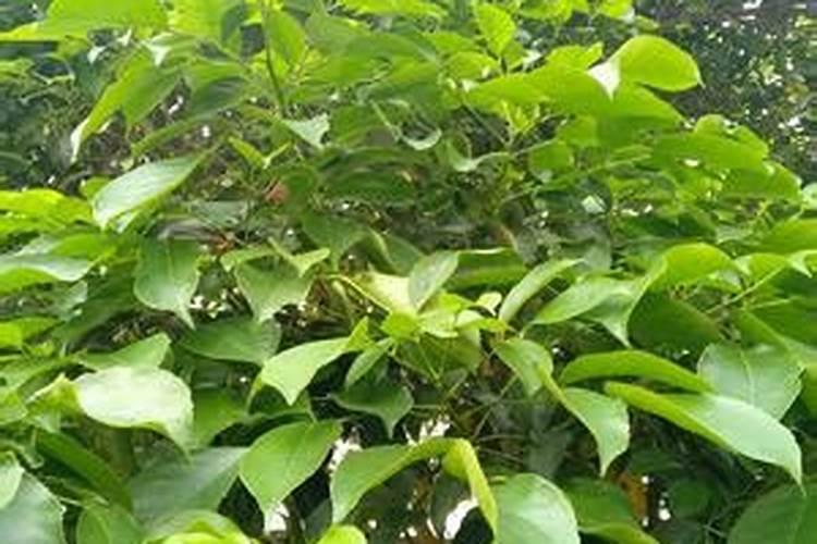 鱼肠发酵可以当花肥吗？