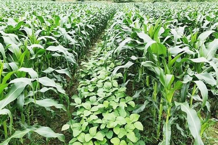 什么时候喷硅肥好,硅肥喷时可以和什么药肥一起喷。