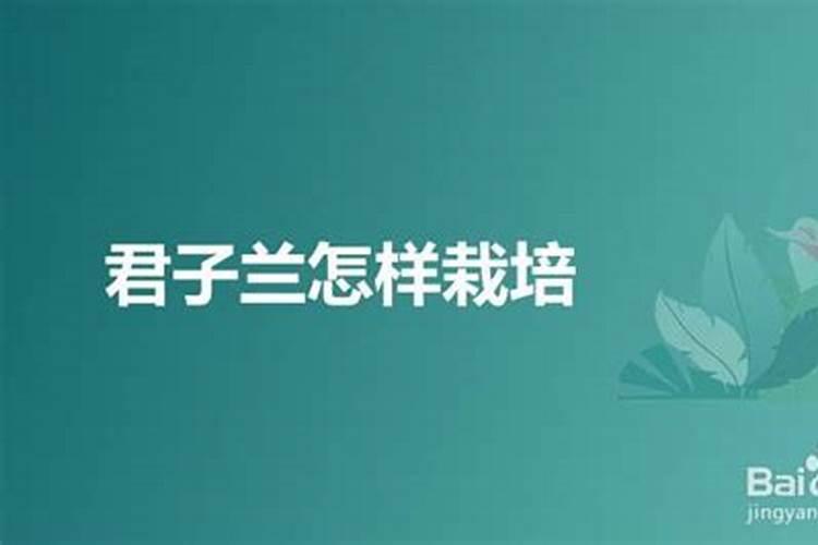高钾肥适合浇什么花