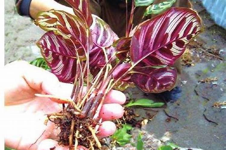 竹芋施什么肥最好