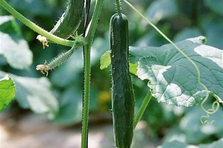 种花椰菜用哪种肥料好