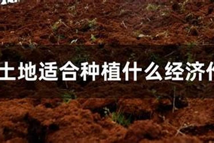 红土地适合种植什么作物最好