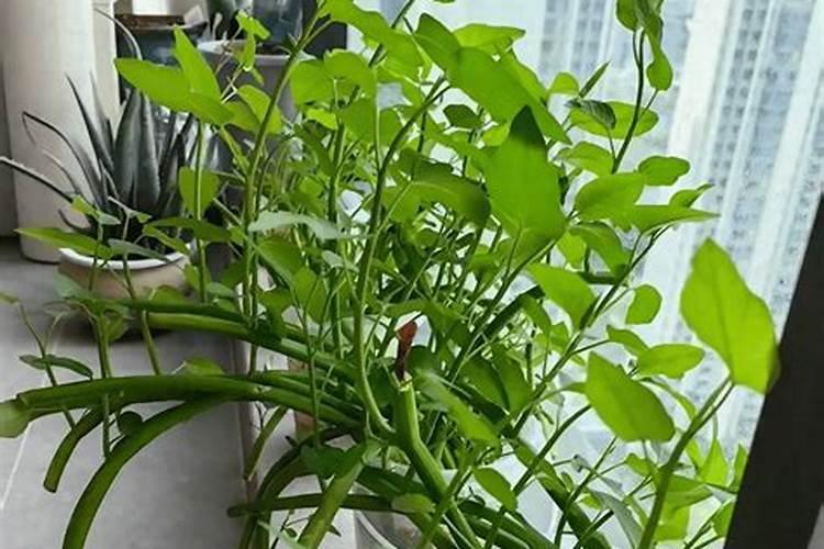 空心菜高产栽培注意什么 空心菜怎么施肥浇水