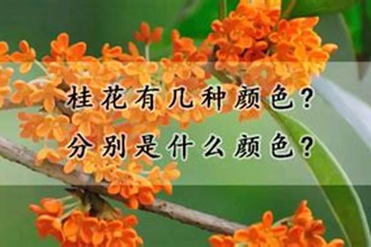 龙吐珠爬藤徒长不爱开花要怎么养护
