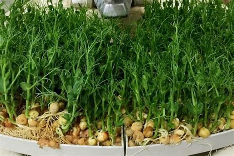 豌豆苗施什么肥料长的快长壮
