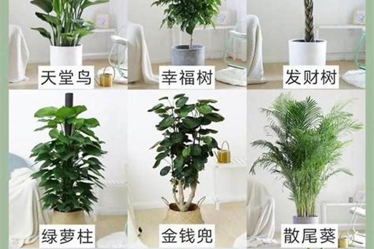养在家里的绿色植物怎么给它上什么肥料？