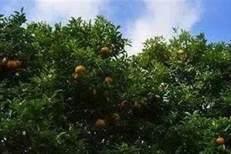 夏季柑橘树管理要点 柑橘怎么施肥