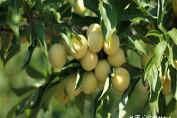 李子栽培管理技术要点 李子种植需要注意什么