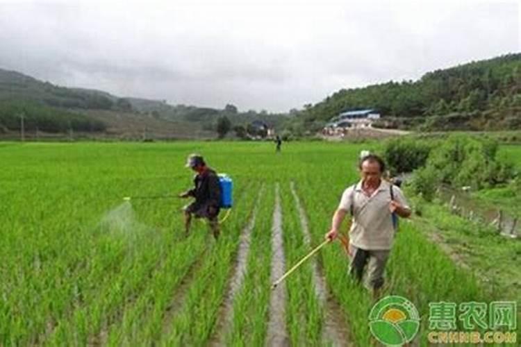 水溶肥喷施方法与用量
