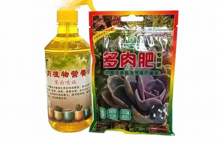 多肉黑法师的种植方法(多肉植物黑法师如何养殖)