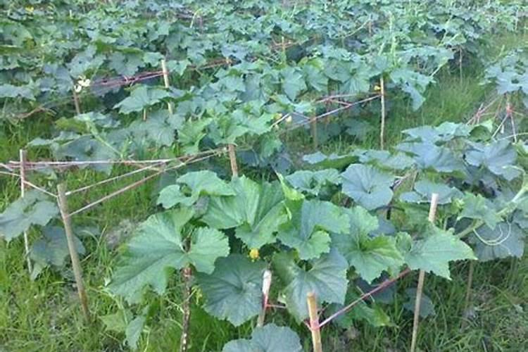 冬瓜喜欢什么肥料