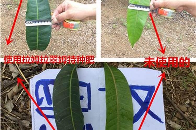尿素加盐可以除草吗