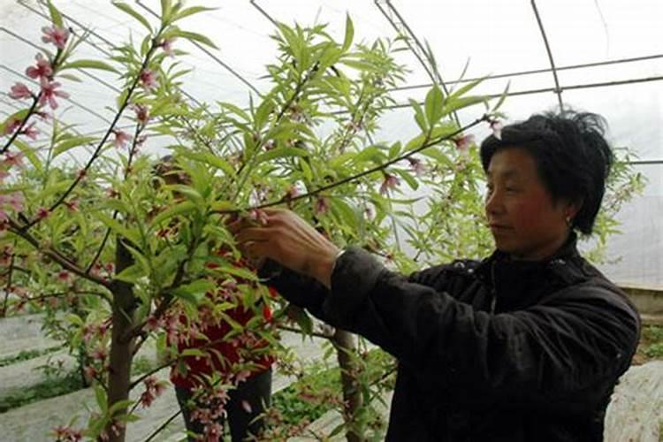 油桃施肥技术