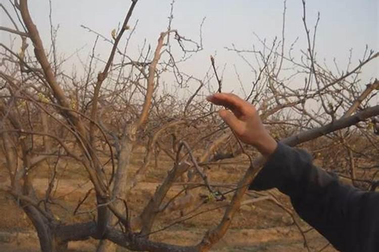 梨树需肥特点是什么