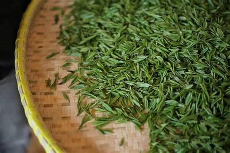 茶叶用什么肥料最好