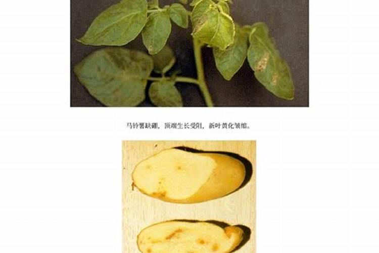 我种的土豆长出的叶子呈暗红色是怎么回事